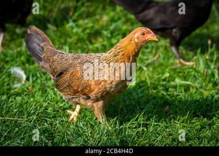 Colorful young chicken hen of the breed 'Stoapiperl', an endangered breed from Austria Stock Photo