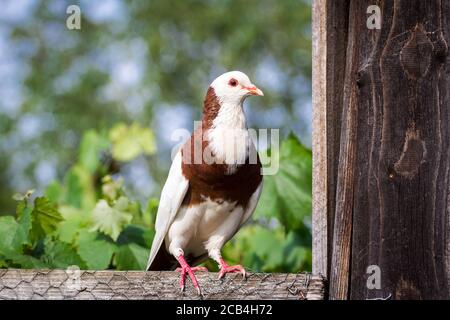 Österreichischer Ganselkröpfer, an endangered cropper pigeon breed from Austria Stock Photo