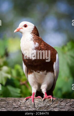 Österreichischer Ganselkröpfer, an endangered cropper pigeon breed from Austria Stock Photo