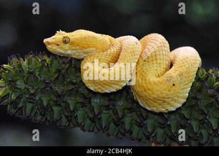 eyelash pit viper, Costa Rica Stock Photo