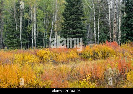 Hillsdale meadows in late summer with fresh snow, Banff National Park, Alberta, Canada Stock Photo