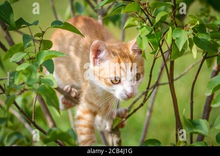 Young red tabby tomcat climbing in a bush Stock Photo