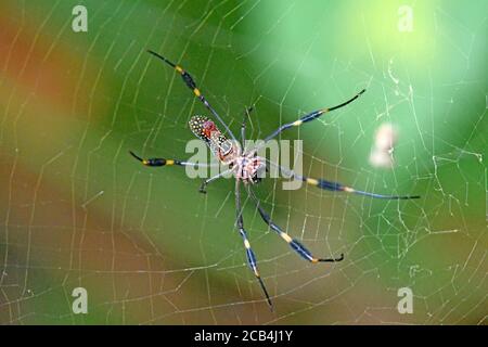 Golden Orb Spider - Nephila Stock Photo