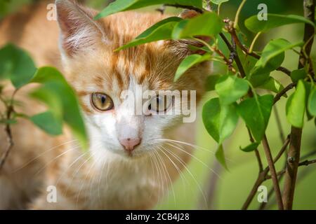 Young red tabby tomcat climbing in a bush Stock Photo