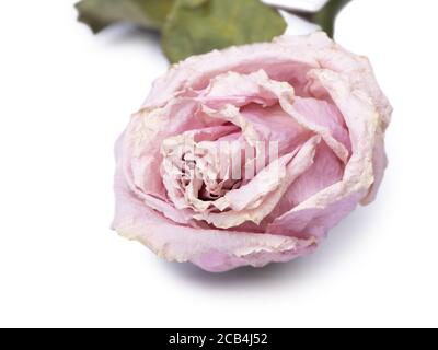 Dried rose flower head isolated on white background Stock Photo