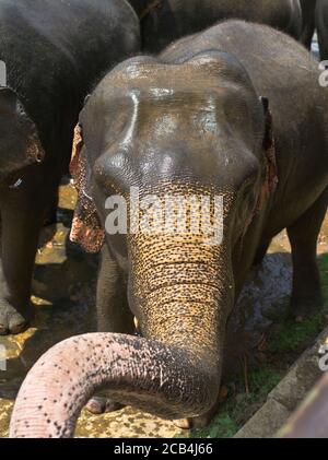 dh Elephas maximus maximus PINNAWALA SRI LANKA ASIA Sri Lankan elephant front face view on close up elephants trunk asian Stock Photo