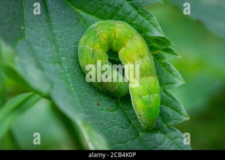 Green butterfly caterpillar of the angle shade (Phlogophora meticulosa) Stock Photo