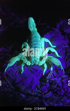 Scorpion shown in UV light Stock Photo