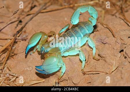 Scorpion shown in UV light Stock Photo