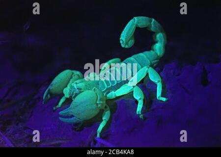 Scorpion shown in UV light Stock Photo