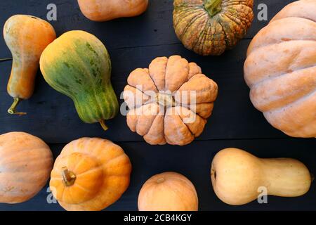 Cucurbita moschata winter squashes and pumpkins varieties on black wooden boards background Stock Photo