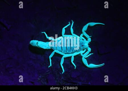 Scorpion shown in UV light Stock Photo