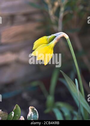dh  DAFFODILS UK Closeup double headed British daffodil close up two heads narcissuses narcissi yellow Narcissus flower Stock Photo