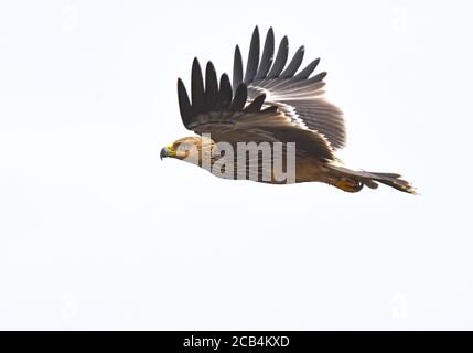 Greater Spotted Eagle (Aquila clanga) flying Stock Photo