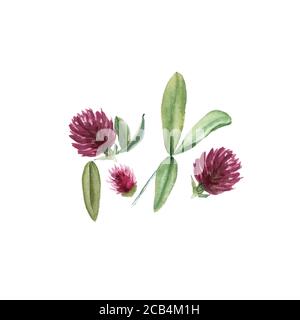 Botanical watercolor illustration of Clover Flower isolated on white background. Could be used as decoration for web design, cosmetics design, package Stock Photo