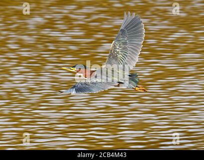 Tricolored heron  flying over water in Central America Stock Photo