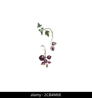 Botanical watercolor illustration of black currant isolated on white background. Could be used as decoration for web design, cosmetics design, package Stock Photo