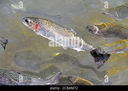 trout swim close-up underwater Stock Photo
