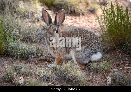 A desert cottontail rabbit (Sylvilagus audubonii) in  the American Southwest desert. Stock Photo