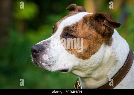 Portrait of a brindle American Staffordshire Terrier Stock Photo