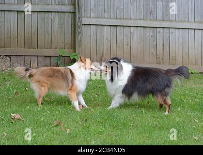 Two sheltland sheepdogs (shelties) fight over a stick outside in a fenced in yard. Stock Photo