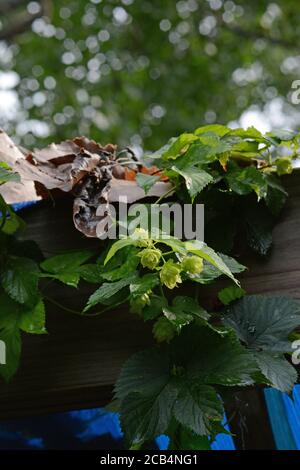 Closeup photo of hop plants Stock Photo