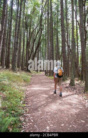 Rear view of a man hiking exploring along a trail in the forest. Concept photo. Copy space. Stock Photo