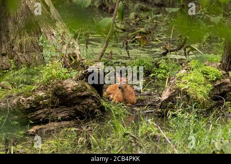 White -tailed deer,fawns in the marsh. Stock Photo