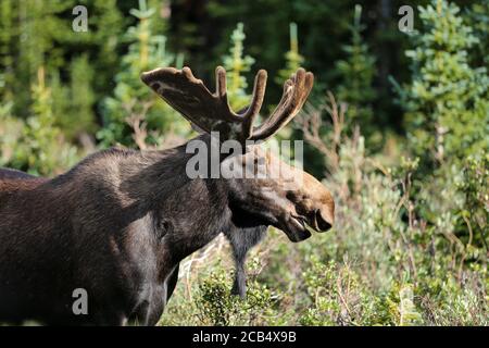 Bull moose alces alces with velvet antlers in green foliage Stock Photo