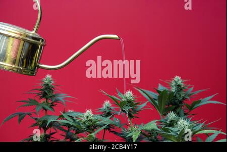 Marijuana plants are watered with a watering can. A sequence of how to quench the mature cannabis seedlings with water. Stock Photo