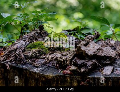 Moss and lichen grown on an old cut tree trunk. Stock Photo