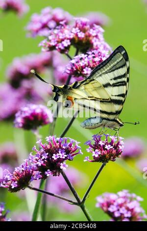 Blooming flowers Purple Verbena bonariensis Scarce Swallowtail Butterfly Stock Photo