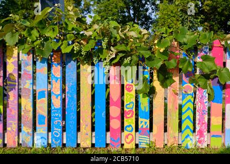 Wooden fence with vertical slats each individually painted by kids outside a community garden, covered in grape vine Stock Photo