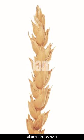 Wheat ear isolated on white background Stock Photo