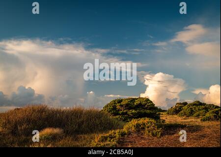Dramatic clouds over empty landscape with coastal plants.  Stock Photo