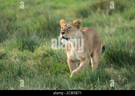 Female lioness walking in green grass looking alert in Ndutu Tanzania Stock Photo