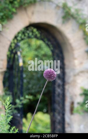 Allium ‘Summer drummer’ in front of the Oxford botanic garden walled garden gate. Oxford, Oxfordshire, England Stock Photo