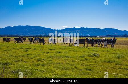 New Zealand Countryside Scenes: Herds of Dairy Cows Stock Photo