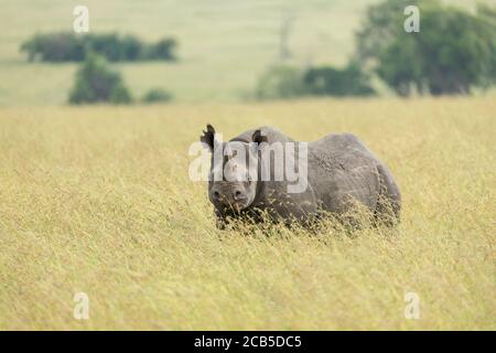 Black rhino standing in tall yellow grass head on in Masai Mara Kenya Stock Photo