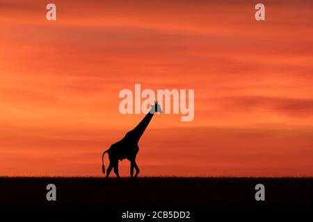 Giraffe isolated with red and orange sky in background in Masai Mara Kenya Stock Photo