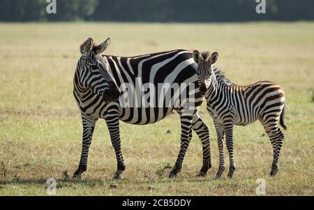 Cute baby zebra standing with its mum in Masai Mara Kenya Stock Photo