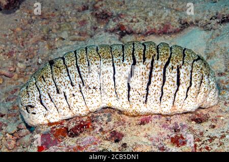 Elephant Trunkfish Sea Cucumber, Holothuria (Microthele) fuscopunctata. Uepi, Solomon Islands. Solomon Sea, Pacific Ocean Stock Photo