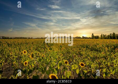 Sunflower field with a colorful background at sunset. Stock Photo