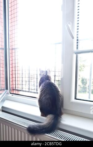 cat by the window looking out Stock Photo