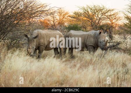 White rhinoceros or Square-lipped rhinoceros (Ceratotherium simum) Photographed Lake Nakuru, Kenya Stock Photo