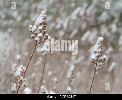 close up plant stalk blade of dry grass covered by snow abstract winter backgound, selective focus Stock Photo