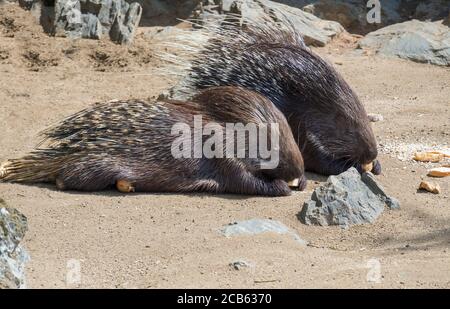 Close up portrait of Indian Crested Porcupine, Hystrix indica couple eating vegetables and bread, outdoor sand and rock background. Stock Photo