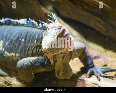 Close up portrait of a lesser Antillean iguana. Igauana delicatissima is a large arboreal lizard endemic to the Lesser Antilles, critically endangered Stock Photo