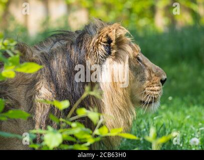 close up portrait in profile of head an Asiatic lion, Panthera leo persica, walking in the grass The King of beasts, biggest cat of the world. The Stock Photo