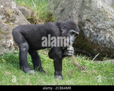 Portrait of small cute Western lowland gorilla infant baby, Gorilla gorilla eating or chewing twigs, grass and rock background selective focus Stock Photo